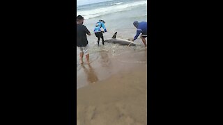 SOUTH AFRICA - Durban - Angler caught a ragged tooth shark (Video) (niM)