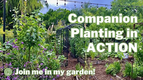 COMPANION PLANTING in Action: A Hands On Guide to Companion Planting and Succession Planting