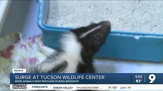 Tucson Wildlife Center sees uptick in animals needing their help