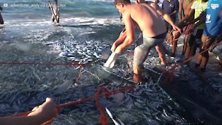 Requin pris au piège dans un filet de pêche libéré lors d'une opération de sauvetage spectaculaire