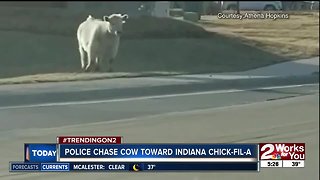 Police chase cow towards Indiana Chick-fil-A