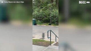 Des oursons jouent sur un parking
