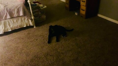 New Puppy Not Ready for Bed