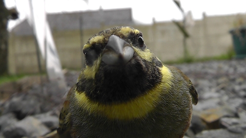 The real angry bird. Cute bird attacks camera.
