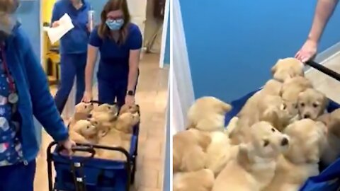 Wagonload Of Puppies Captures The Hearts Of Veterinary Technicians