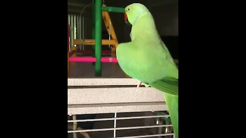 Bouncing parrot repeatedly says "I love you, baby"