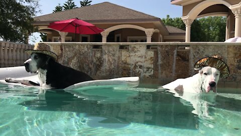 Water-loving Great Danes casually chill in pool with cowboy hats