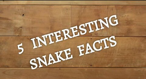 5 interesting facts about Snake