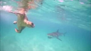 Skildpadde taber i en slåskamp med en haj