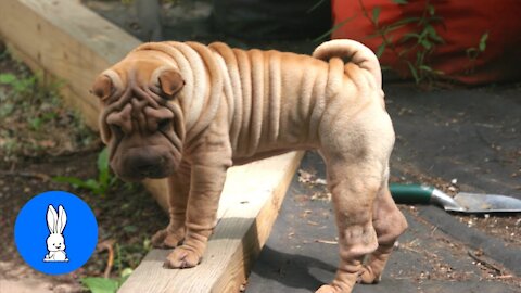 Sharpei Puppy Compilation - Try NOT to Smile.