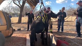 Here's What Happened When A Horse Fell Down An Old Well