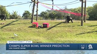 Chimpanzees to pick Super Bowl winner at Lion Country Safari