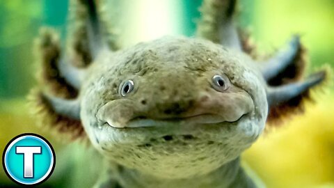 Axolotl Facts: Popular Pet? Critically Endangered? | World's Weirdest Animals