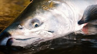 One of the HARDEST ways to catch a fish. GREAT Day Of Coho Salmon Fishing!