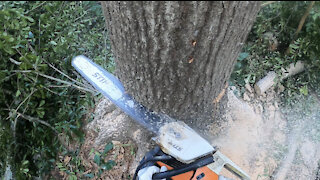 Dude Demolishes Tree