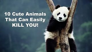 10 Adorable Animals That Can Kill You