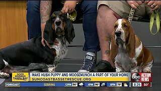 Rescues in Action July 7 | Hush Puppy and Moosemunch