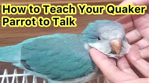 How to Teach your Quaker Parrot to Talk ?