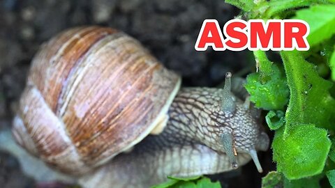 Big Snail eating ASMR
