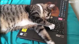 Gato arranca tecla do computador do dono!