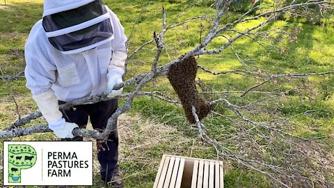 Capturing 6 Wild Bee Swarms!