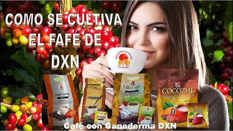 Como y donde se Cultiva el Café de DXN. Cual es la diferencia entre café Robusta y Café Arábica