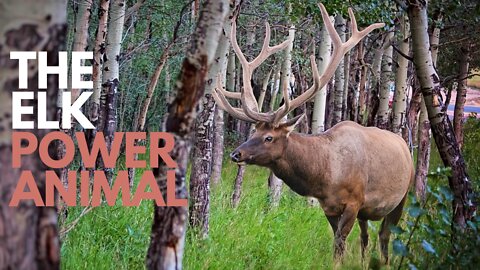 The Elk Power Animal