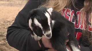 Two-headed goat named 'Janus' born on Wisconsin farm