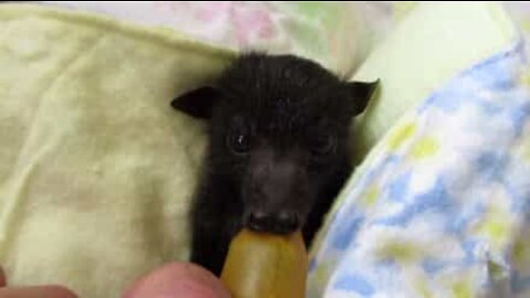 Baby pipistrello tratto in salvo dopo la morte della madre