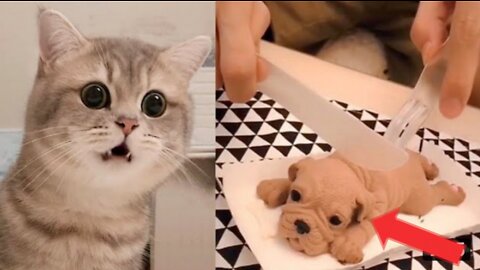 Cat Reaction Cutting Cake, funny dog cake relation complete 2022