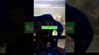 Rumba aquarium