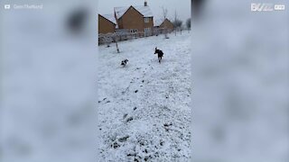 Fou de joie, ce Jack Russell fait tomber un petit garçon