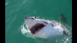 Tubarões ficam presos em rio na África do Sul