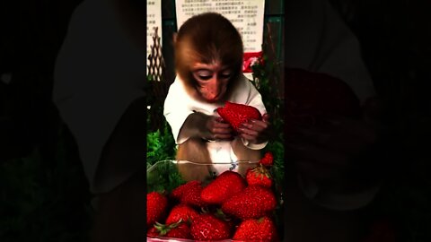 Monkey Eating Strawberry 🍓🐒🥰😻😋 #rumble