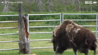 Bisonte furioso si scaglia contro un tronco d'albero