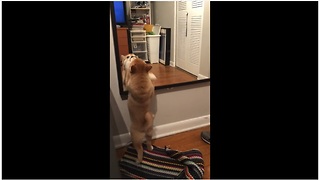 Shiba Inu puppy desperate to make contact with reflection