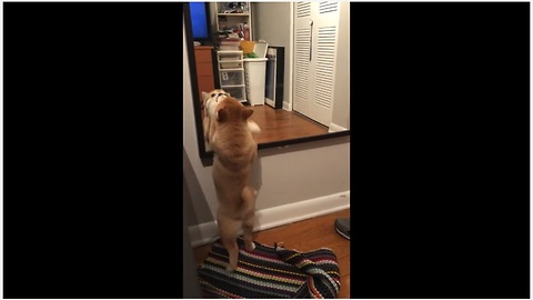 Shiba Inu puppy desperate to make contact with reflection