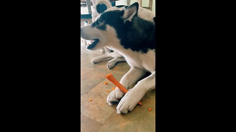 Husky eats a carrot ASMR
