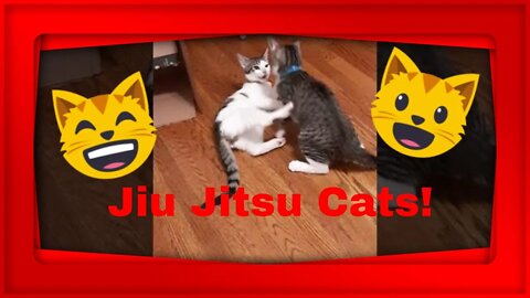 Jiu Jitsu Cats Are Sparring