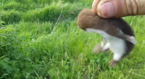 Saved the baby mongoose from death after the mother ran away when she saw the car