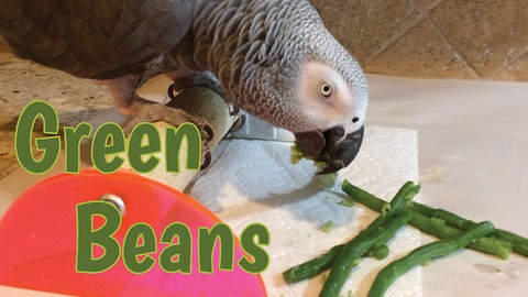 Vocal parrot eats green beans and enjoys them