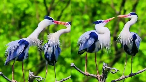 Beautiful Birds in Nature - Life of Birds in their natural Habitat