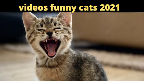 Videos funny cats 2021