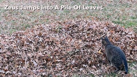 Zeus Jumps Into A Pile Of Leaves