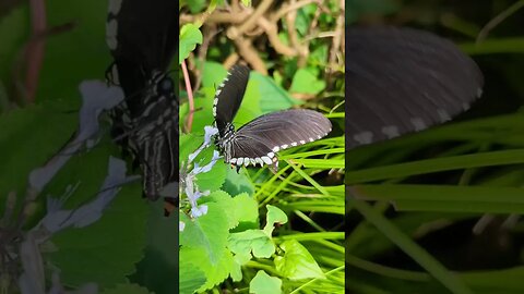 Common mormon butterfly flapping its wings (male)