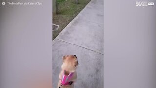 Cão excitado passeia no parque em duas patas