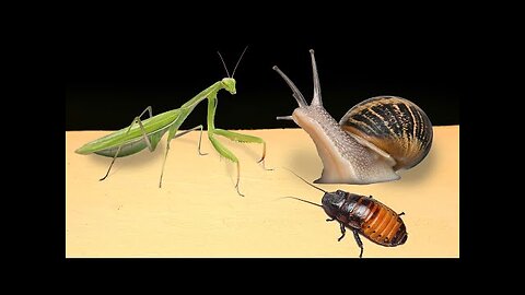 MEETING MANTIS and SNAIL and COCKROACH. WHAT WILL THE MANTIS CHOOSE