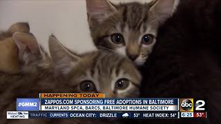 Free pet adoptions at certain Baltimore shelters on Friday