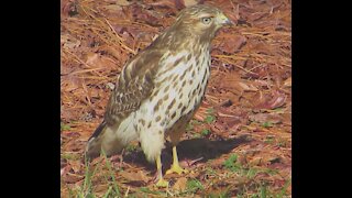 Meet 'Pants' - An Immature Red-Tailed Hawk