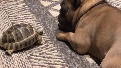 Pet Tortoise Adorably Wakes Up Sleeping French Bulldog